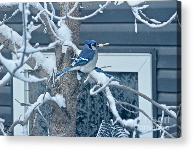 Cyanocitta Cristata Acrylic Print featuring the photograph Blue Jay #2 by Ann E Robson