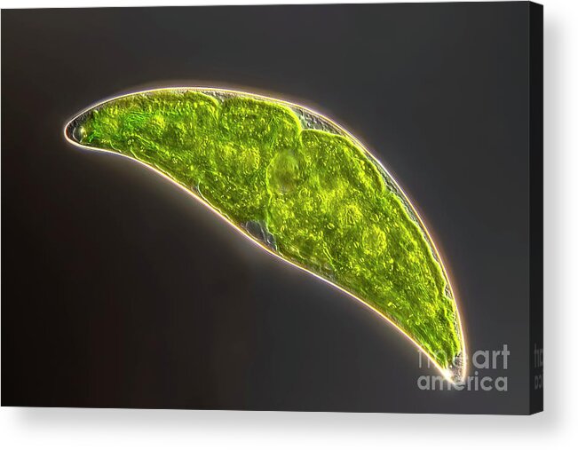 Lm Acrylic Print featuring the photograph Closterium Moniliferum #2 by Frank Fox/science Photo Library
