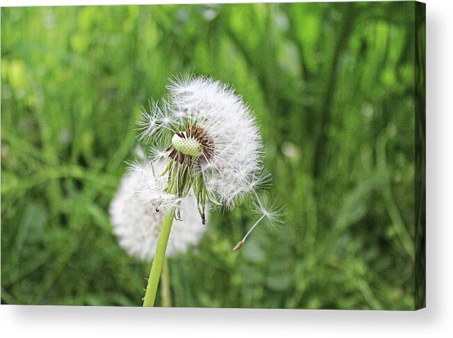 Dandelion Head Acrylic Print featuring the photograph Dandelion head close up #2 by Martin Smith