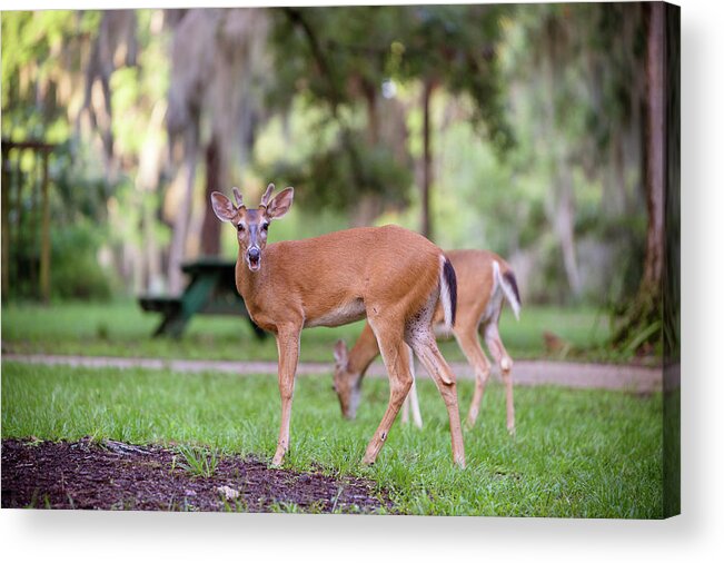 Nature Acrylic Print featuring the photograph Feeding Deer #2 by Joe Leone