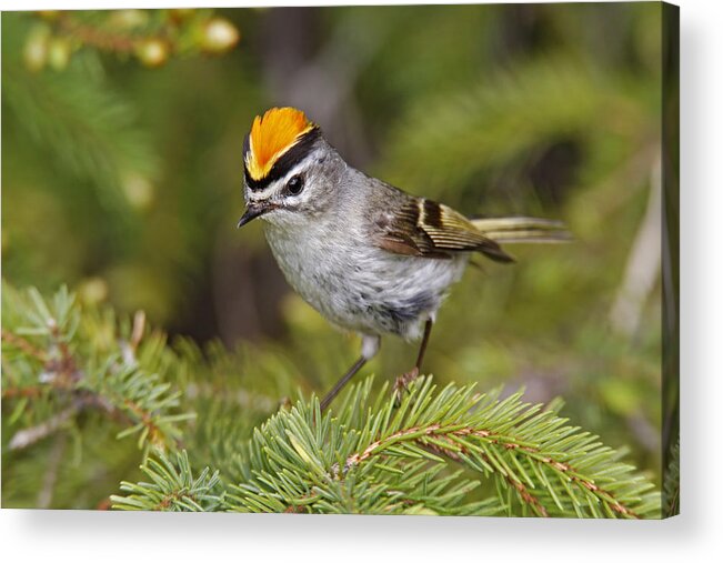 America Acrylic Print featuring the photograph Golden-crowned Kinglet #2 by James Zipp