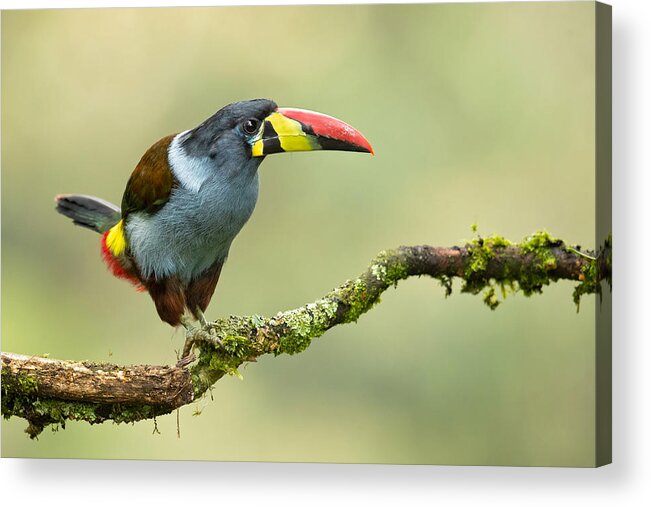Grey-breasted_mountain_toucan Acrylic Print featuring the photograph Grey-breasted Mountain Toucan #2 by Milan Zygmunt