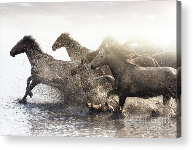Horse Acrylic Print featuring the photograph Herd Of Wild Horses Running In Water #2 by Tunart