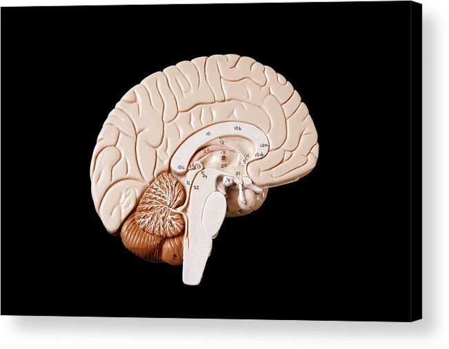 Black Background Acrylic Print featuring the photograph Human Brain by Richard Newstead