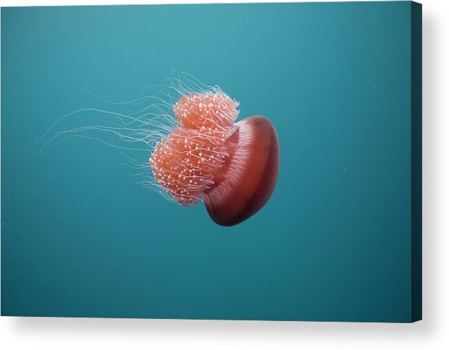 Underwater Acrylic Print featuring the photograph Jelly Fish #2 by Scott Portelli