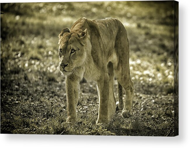 Lioness Acrylic Print featuring the photograph Lioness #2 by Chris Boulton