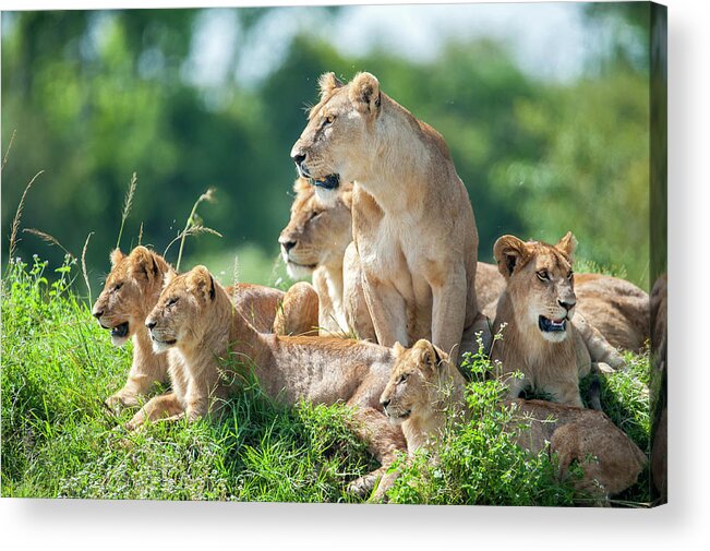 Kenya Acrylic Print featuring the photograph Lioness With Cubs In The Green Plains #2 by Guenterguni
