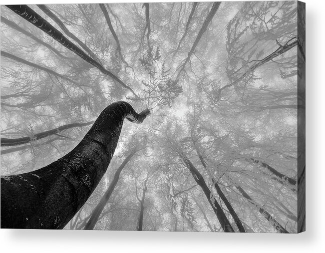 Tree Acrylic Print featuring the photograph Looking Up by Tom Pavlasek