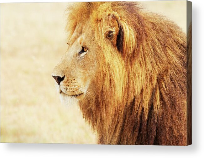 Kenya Acrylic Print featuring the photograph Male Lion In Masai Mara #2 by Ivanmateev