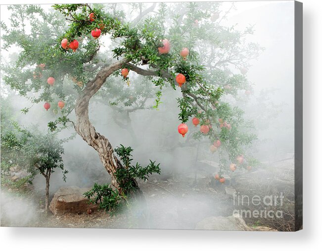Season Acrylic Print featuring the photograph Pomegranate Trees #2 by View Stock