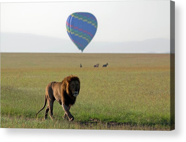 Scenics Acrylic Print featuring the photograph Prowling Lion #2 by Wldavies