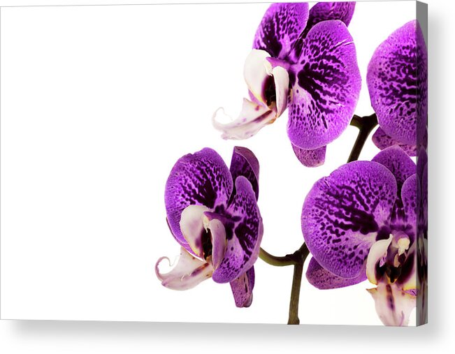 Purple Acrylic Print featuring the photograph Purple Orchid #2 by Sunchan