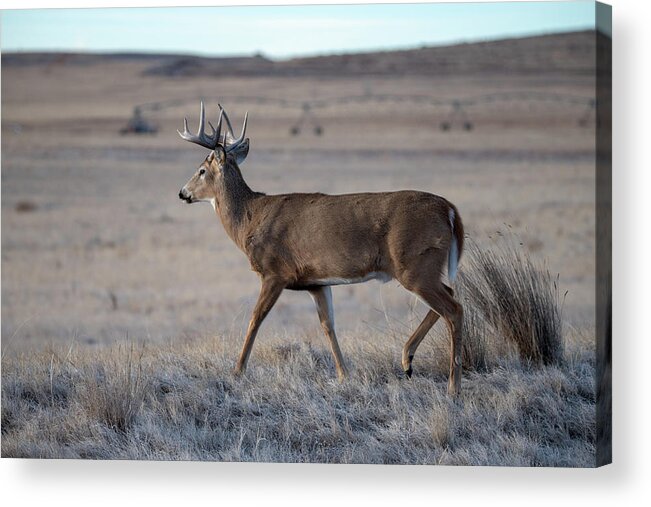 Deer Acrylic Print featuring the photograph Rocky Mountain Deer #2 by Philip Rodgers