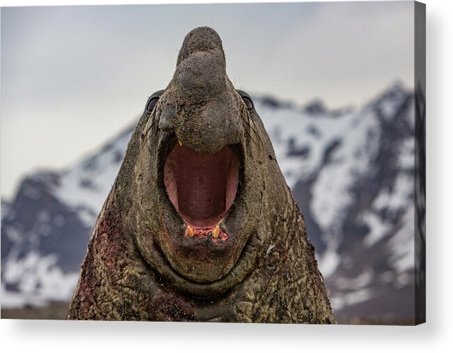 Animal Acrylic Print featuring the photograph Southern Elephant Seal Beach Master / Bull Roaring #2 by Mark Macewen / Naturepl.com