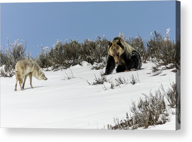  Acrylic Print featuring the photograph Stand Off #2 by Ronnie And Frances Howard