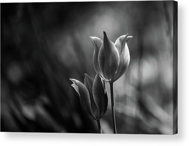 Flowers Acrylic Print featuring the photograph Tulips #2 by Dusan Ljubicic