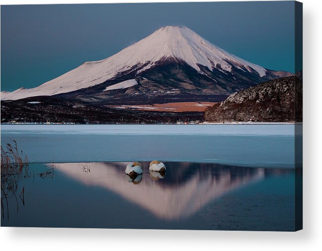 Tranquility Acrylic Print featuring the photograph A Pair Of Mute Swans In Lake Kawaguchi #3 by Mint Images/ Art Wolfe