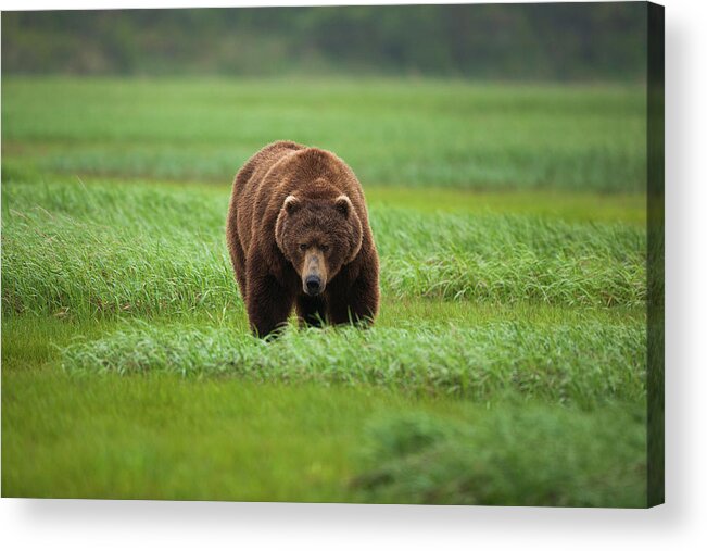 Brown Bear Acrylic Print featuring the photograph Brown Bear, Katmai National Park #3 by Mint Images/ Art Wolfe