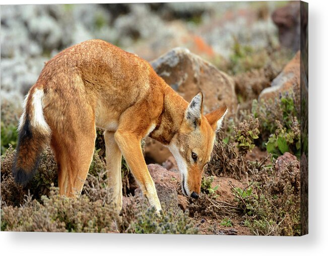 Africa Acrylic Print featuring the photograph Ethiopian Wolf (canis Simensis) #3 by Roger De La Harpe