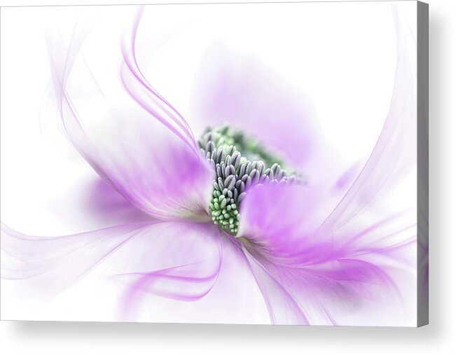 Flower Acrylic Print featuring the photograph Flow by Jacky Parker