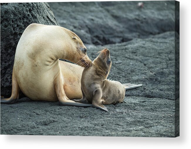 Animal Acrylic Print featuring the photograph Galapagos Sea Lion Nuzzling Pup #3 by Tui De Roy