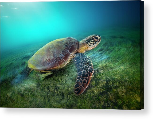Underwater Acrylic Print featuring the photograph Green Turtle #3 by Barathieu Gabriel