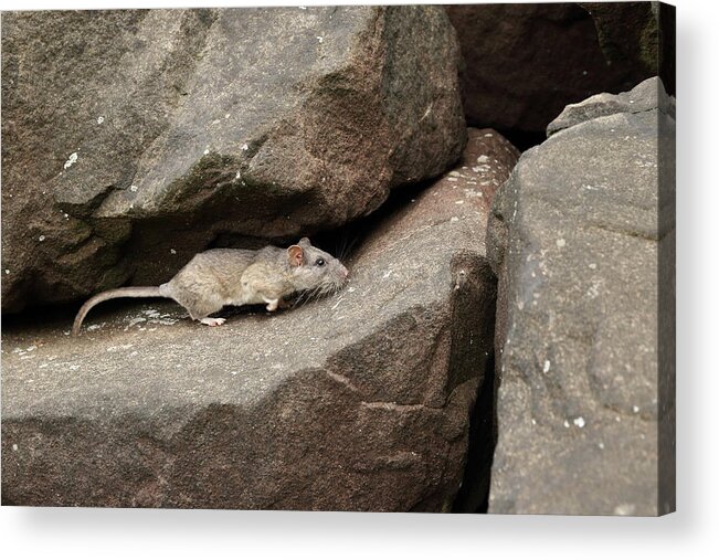 Allegheny Woodrat Acrylic Print featuring the photograph Allegheny Woodrat In Habitat #4 by David Kenny