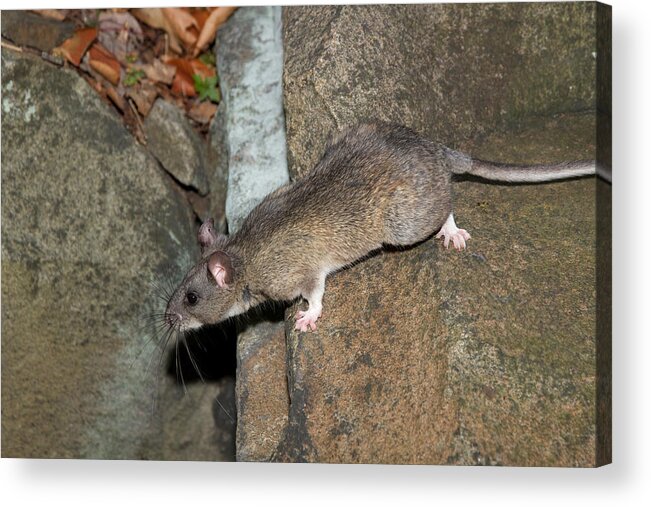 Allegheny Woodrat Acrylic Print featuring the photograph Allegheny Woodrat Neotoma Magister by David Kenny