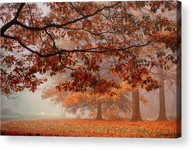 Forest Acrylic Print featuring the photograph Autumn Dream #4 by Saskia Dingemans