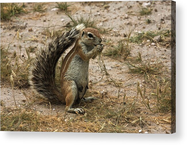 Africa Acrylic Print featuring the photograph South African Ground Squirrel #4 by David Hosking