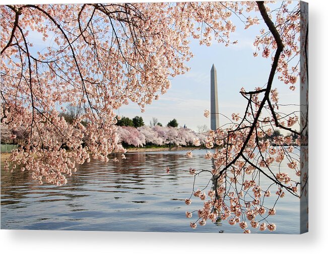 Tidal Basin Acrylic Print featuring the photograph Washington Dc Cherry Blossoms And #4 by Ogphoto