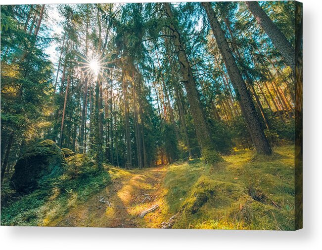 Landscape Acrylic Print featuring the photograph Wooded Forest Trees Backlit By Golden #4 by Levente Bodo