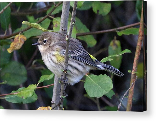 Yellow-rumped Warbler Acrylic Print featuring the photograph Yellow-rumped Warbler Port Jefferson New York #4 by Bob Savage