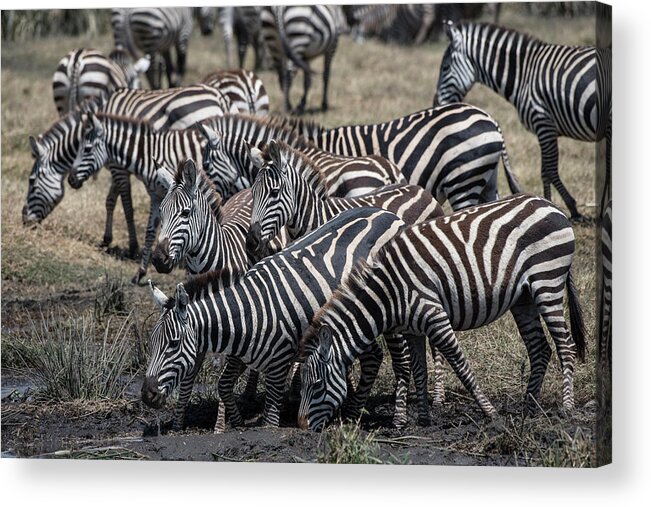 Africa Acrylic Print featuring the photograph Zebra Herd at Ngorongoro mudhole by Steve Somerville
