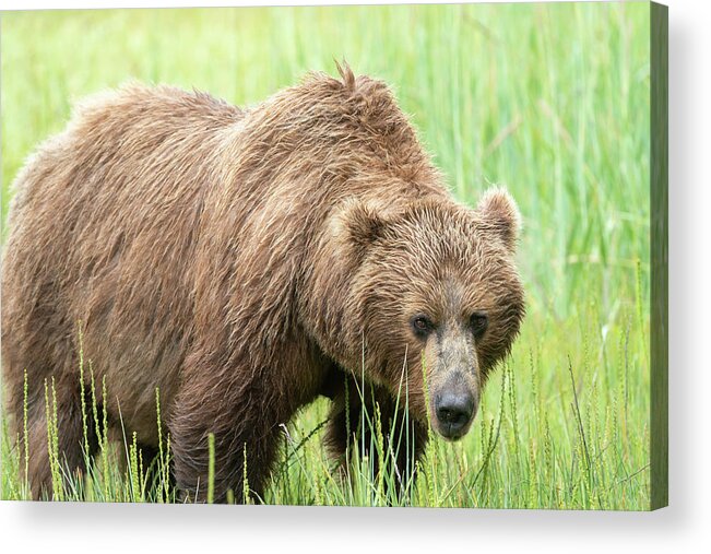 Adult Acrylic Print featuring the photograph Adult,alaska,close-up,coastal Brown #5 by Jaynes Gallery