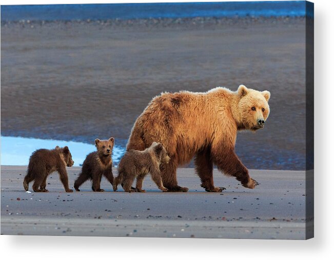 Brown Bear Acrylic Print featuring the photograph Brown Bear Sow And Cubs, Lake Clark #5 by Mint Images/ Art Wolfe