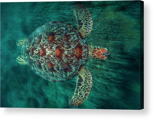 Underwater Acrylic Print featuring the photograph Green Turtle #5 by Barathieu Gabriel
