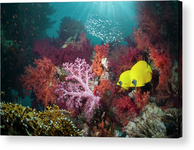 Tranquility Acrylic Print featuring the photograph Coral Reef Scenery #51 by Georgette Douwma