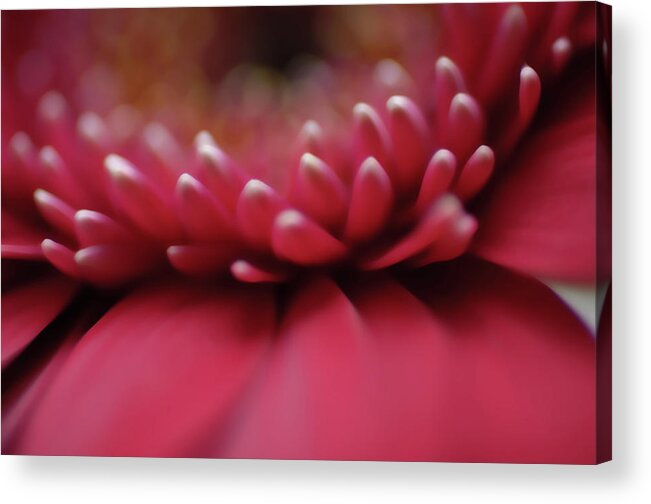 Petal Acrylic Print featuring the photograph Organic #53 by Michael Banks