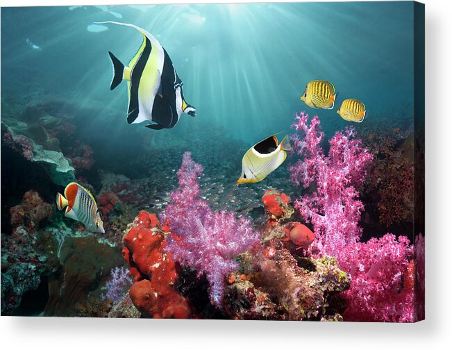 Tranquility Acrylic Print featuring the photograph Coral Reef Scenery #58 by Georgette Douwma