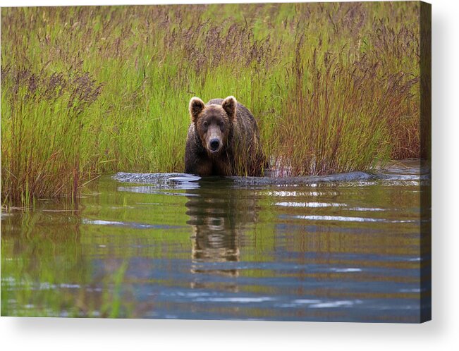 Brown Bear Acrylic Print featuring the photograph Brown Bear, Katmai National Park #6 by Mint Images/ Art Wolfe
