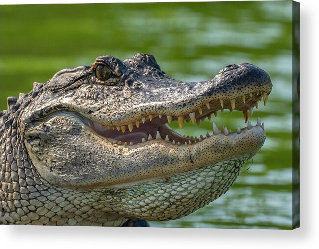 Alligator Acrylic Print featuring the photograph USA, Louisiana, Lake Martin #66 by Jaynes Gallery