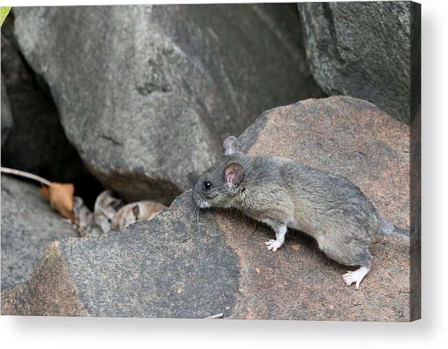 Allegheny Woodrat Acrylic Print featuring the photograph Allegheny Woodrat Neotoma Magister #7 by David Kenny
