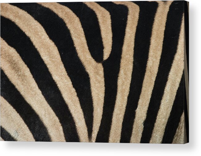 Plains Zebra Acrylic Print featuring the photograph 748-422 by Robert Harding Picture Library