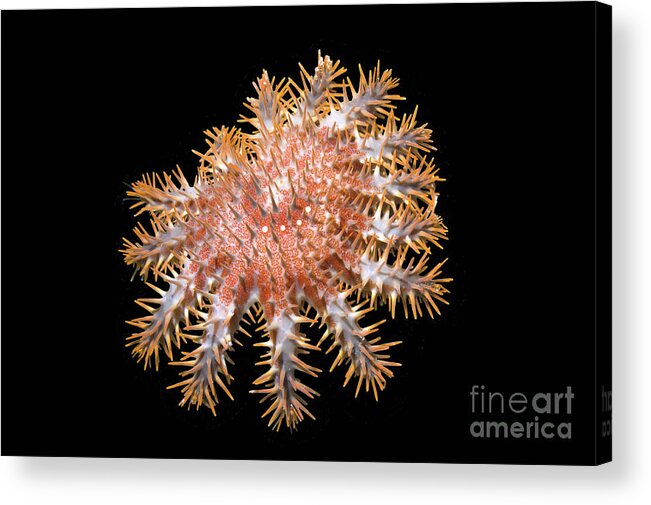 Acanthaster Planci Acrylic Print featuring the photograph Crown-of-thorns Starfish by Georgette Douwma/science Photo Library