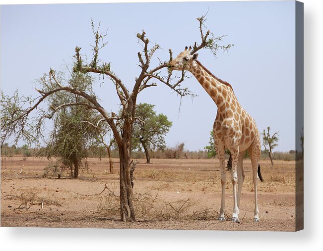 Giraffe In The Park Of Koure Acrylic Print featuring the photograph 809-5046 by Robert Harding Picture Library