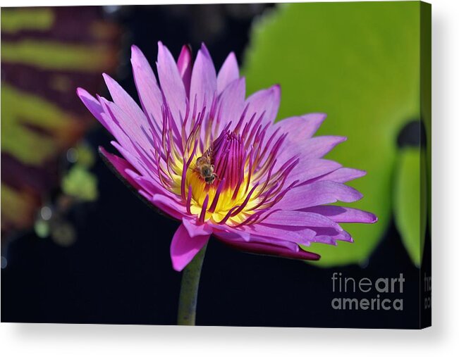 Naples Acrylic Print featuring the photograph Botanical Gardens #9 by Donn Ingemie