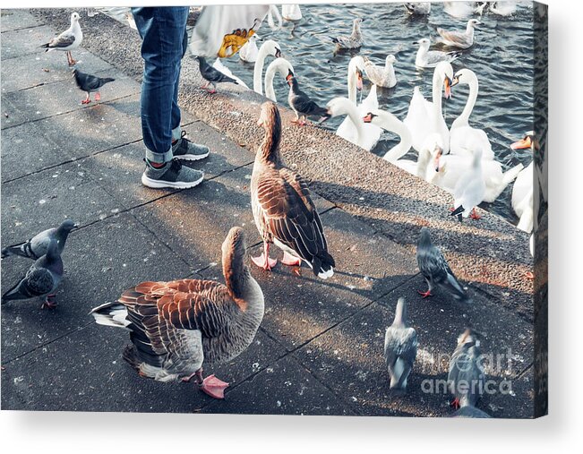 Alster Acrylic Print featuring the photograph A bird market by Marina Usmanskaya