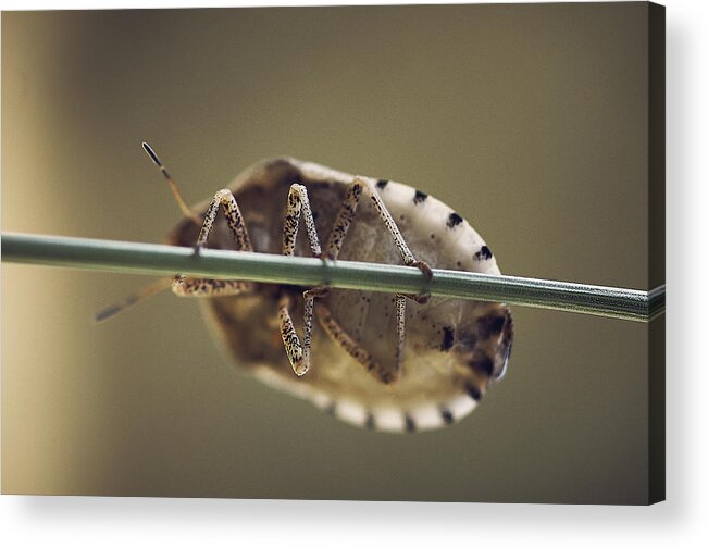 Insect Acrylic Print featuring the photograph A Bug Holding A Branch by Cavan Images
