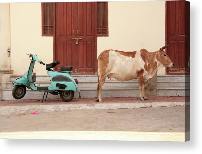 Tranquility Acrylic Print featuring the photograph A Cow And A Scooter Turn Back by Quelques Grammes De Fitness Dans Un Monde De Putes